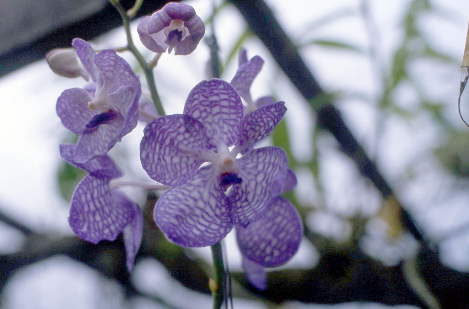 Orchids 20